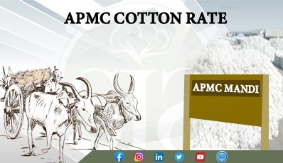 YESTERDAY APMC KAPAS RATE 13.08.25