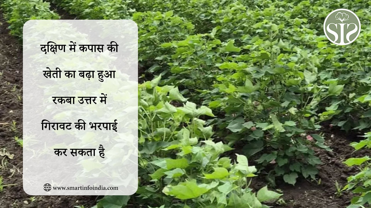 दक्षिण में कपास की खेती का बढ़ा हुआ रकबा उत्तर में गिरावट की भरपाई कर सकता है