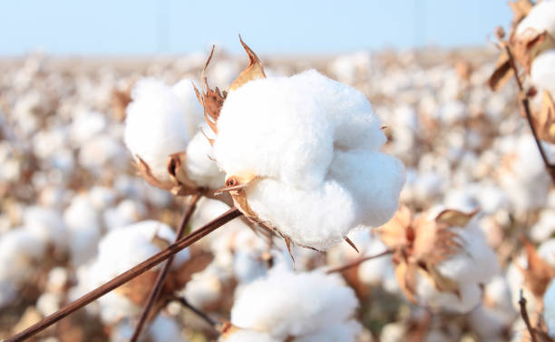 Cotton Market Situation Report – As on 31/12/2025