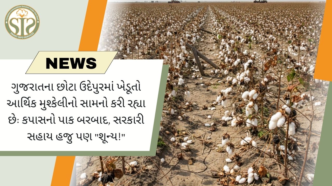 છોટા ઉદેપુર: ખેડૂતો કપાસના સંકટમાં, સરકારી મદદ ખૂટે છે