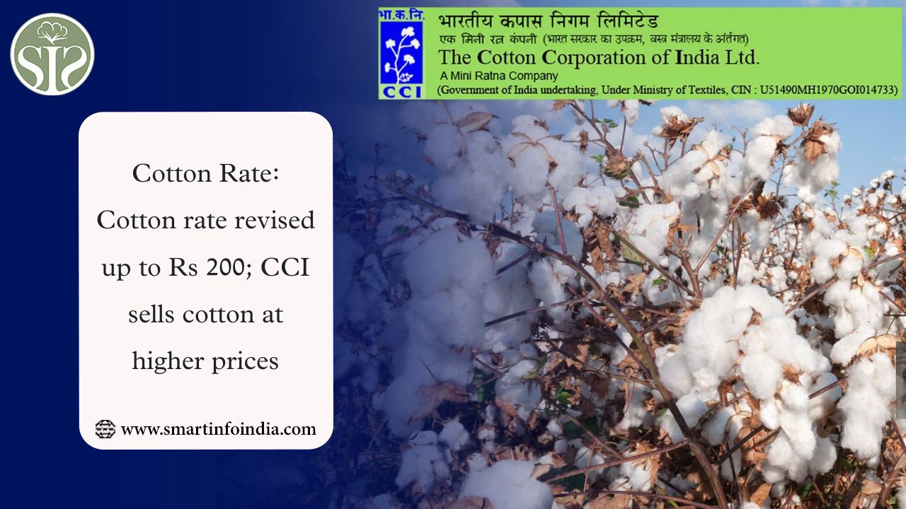 Cotton Rate: Cotton rate revised up to Rs 200 CCI sells cotton at higher prices