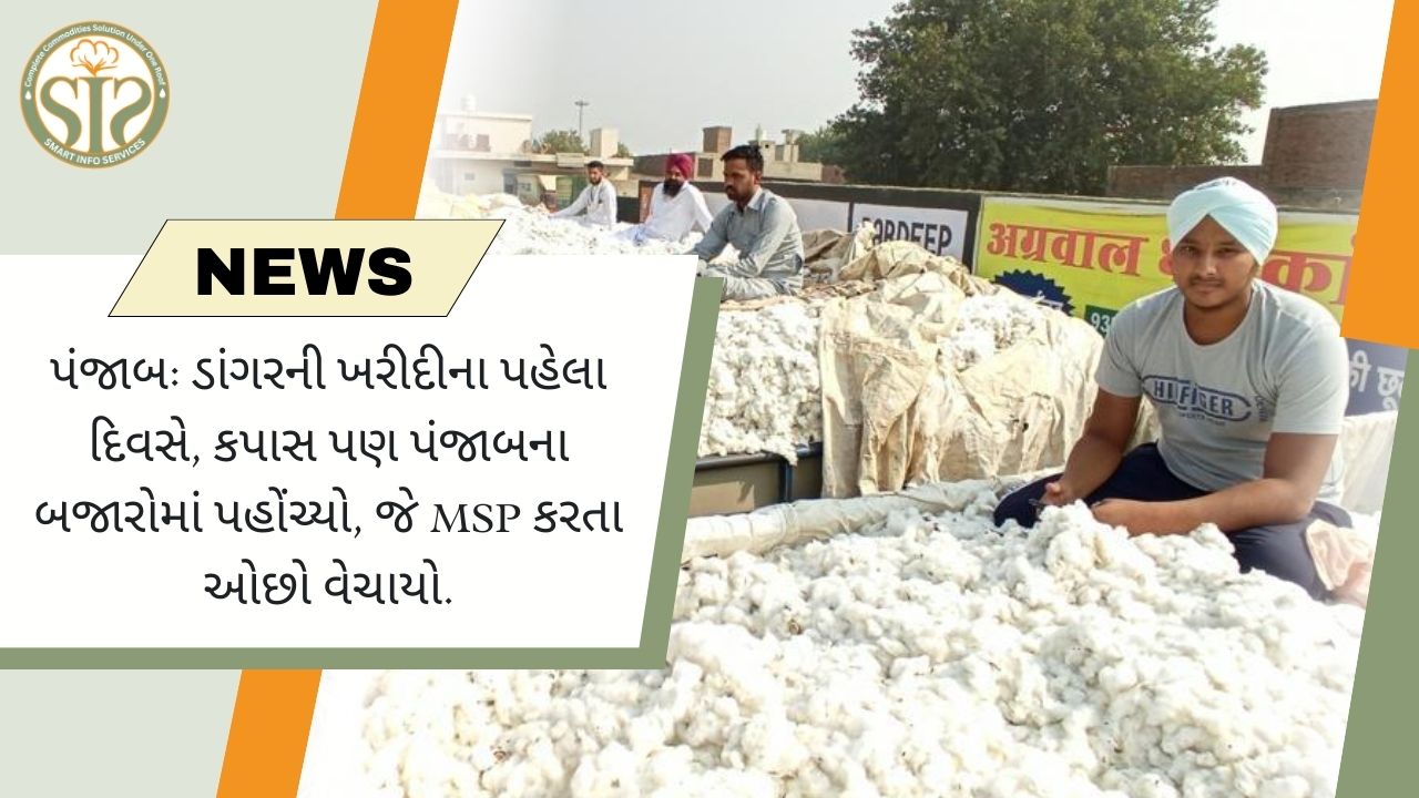પંજાબના બજારોમાં કપાસ અને ડાંગર, ભાવ MSP કરતા ઓછા