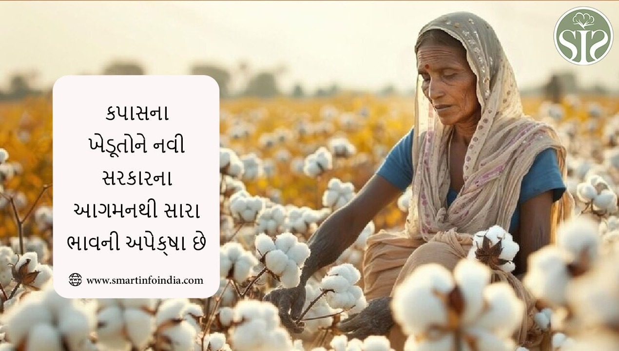 કપાસના ખેડૂતોને નવી સરકારના આગમનથી સારા ભાવની અપેક્ષા છે