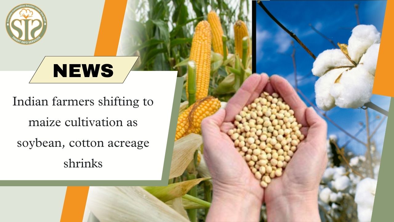 Farmers moving towards maize: Decline in soybean and cotton cultivation