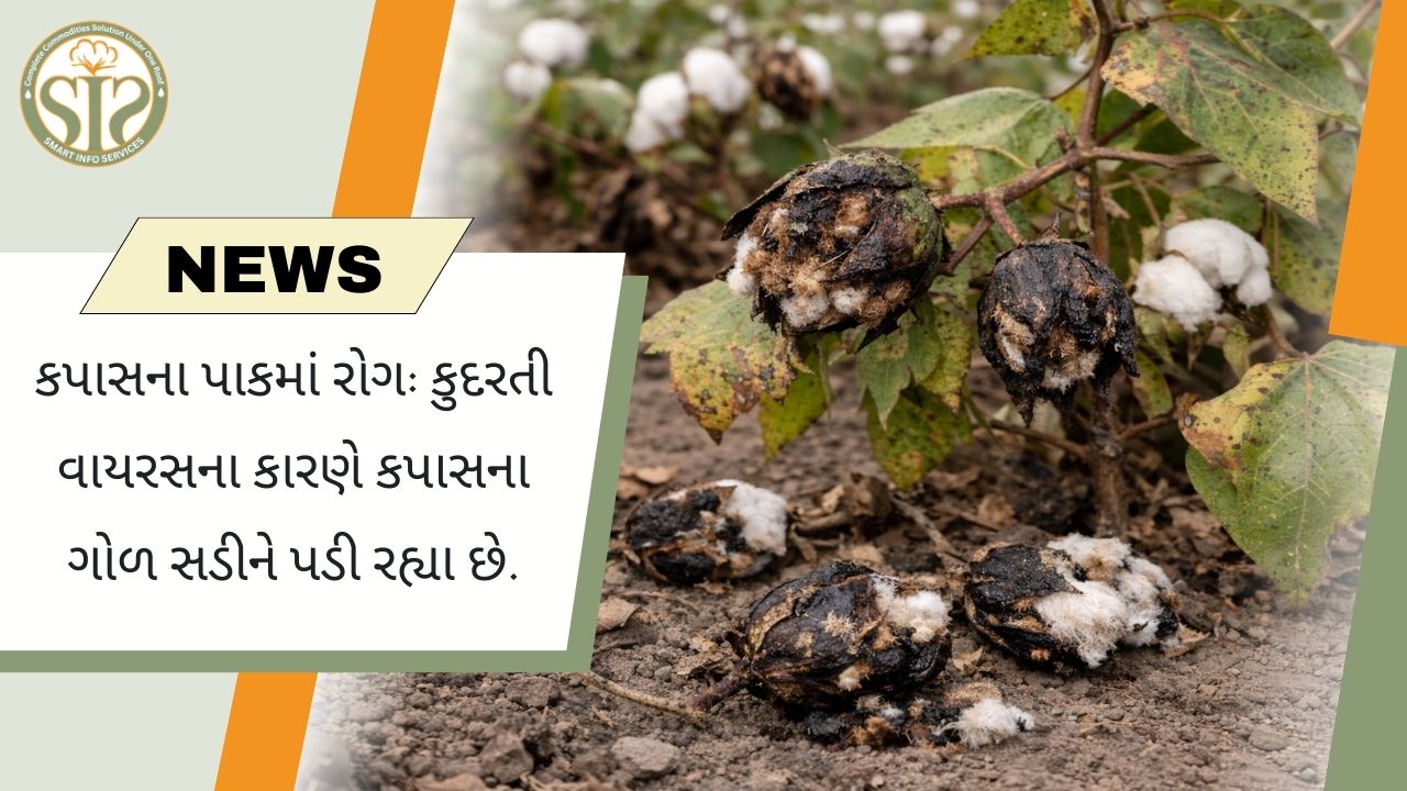 કુદરતી વાયરસથી અસરગ્રસ્ત કપાસનો પાક