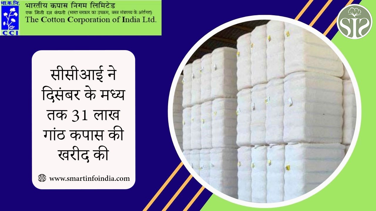 सीसीआई ने दिसंबर के मध्य तक 31 लाख गांठ कपास की खरीद की