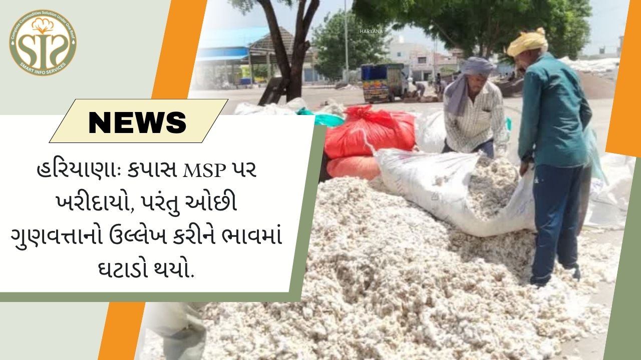 હરિયાણા: કપાસ MSP પર ખરીદાયો, પરંતુ ઓછી ગુણવત્તાનો ઉલ્લેખ કરીને ભાવમાં ઘટાડો થયો.