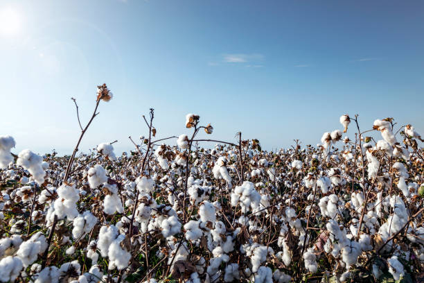 Due to weak demand, pressure on cotton prices in the global market