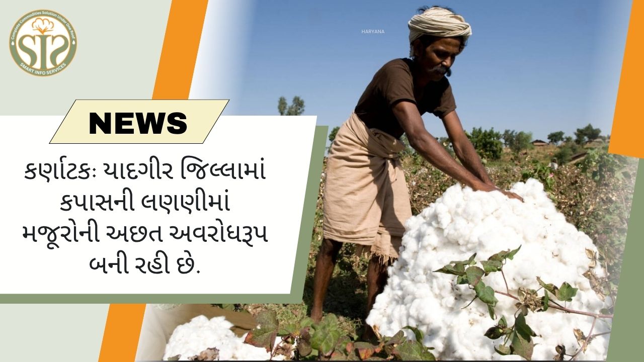 કર્ણાટક: યાદગીરમાં મજૂરોની અછતને કારણે કપાસના પાક પર અસર પડી રહી છે