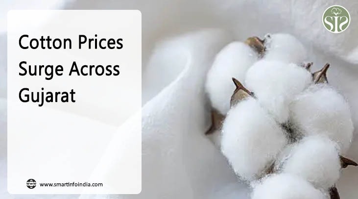 Cotton Prices Surge Across Gujarat