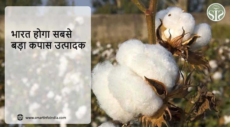 'भारत होगा सबसे बड़ा कपास उत्पादक'