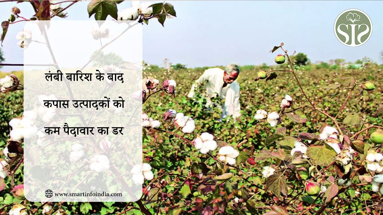 लंबी बारिश के बाद कपास उत्पादकों को कम पैदावार का डर