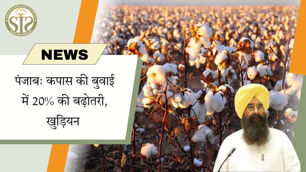 पंजाब: कपास की बुवाई में 20% की बढ़ोतरी, खुड़ियन   ने दी जानकारी