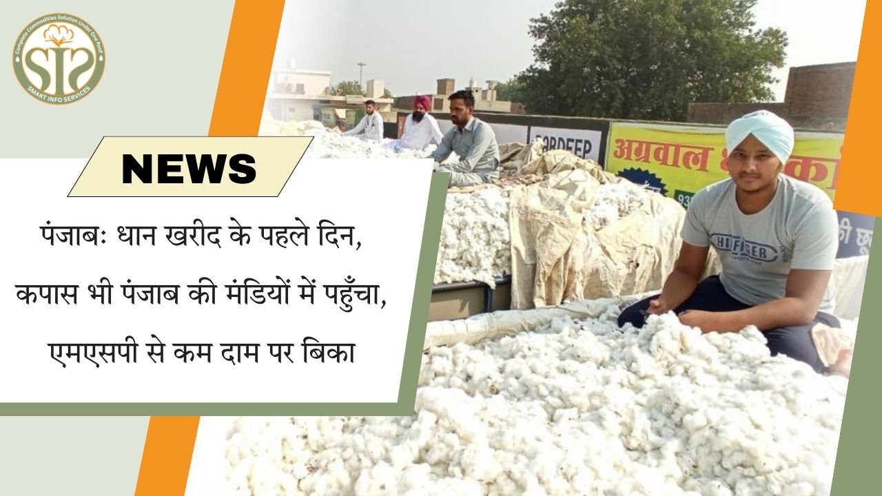 पंजाब मंडियों में धान के साथ कपास, एमएसपी से कम दाम