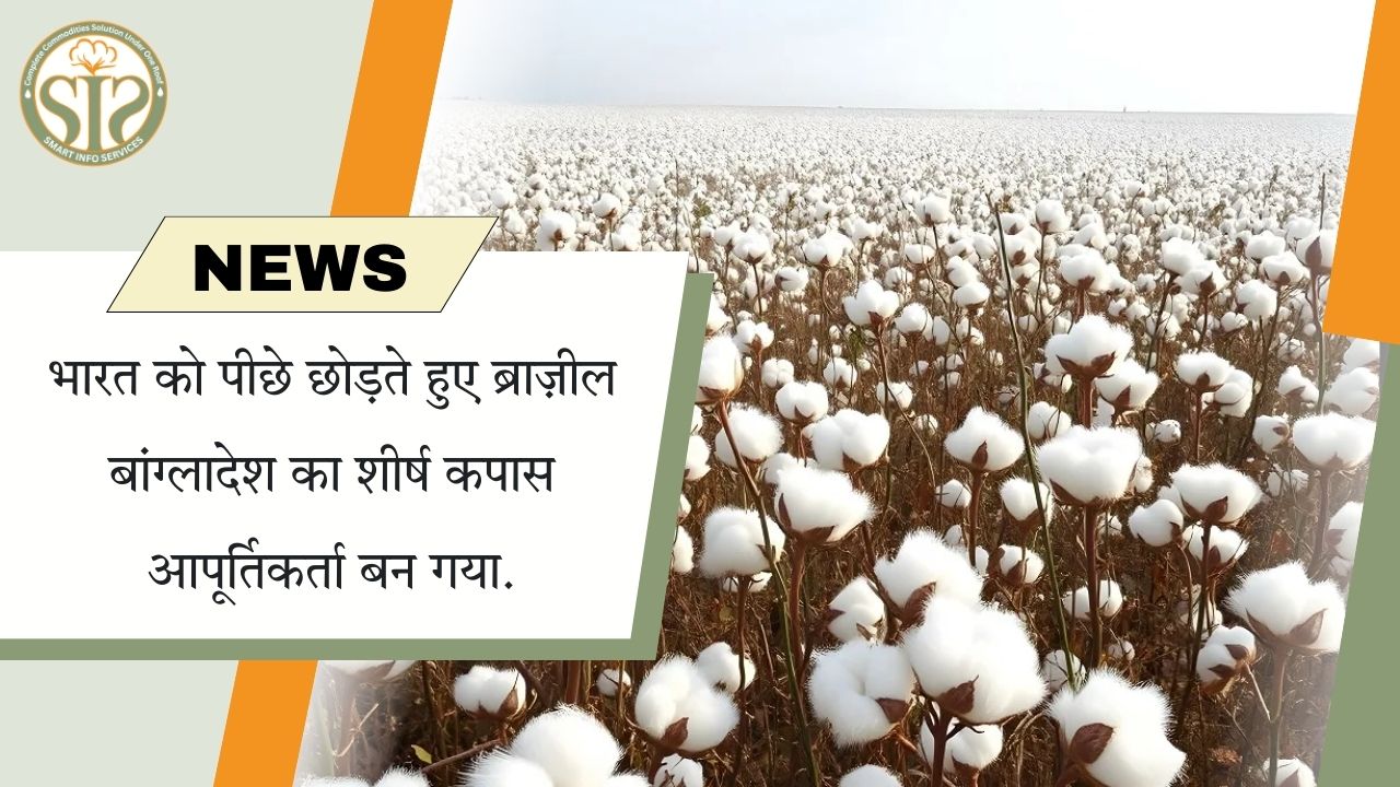 भारत को पीछे छोड़ते हुए ब्राज़ील बांग्लादेश का शीर्ष कपास आपूर्तिकर्ता बन गया.