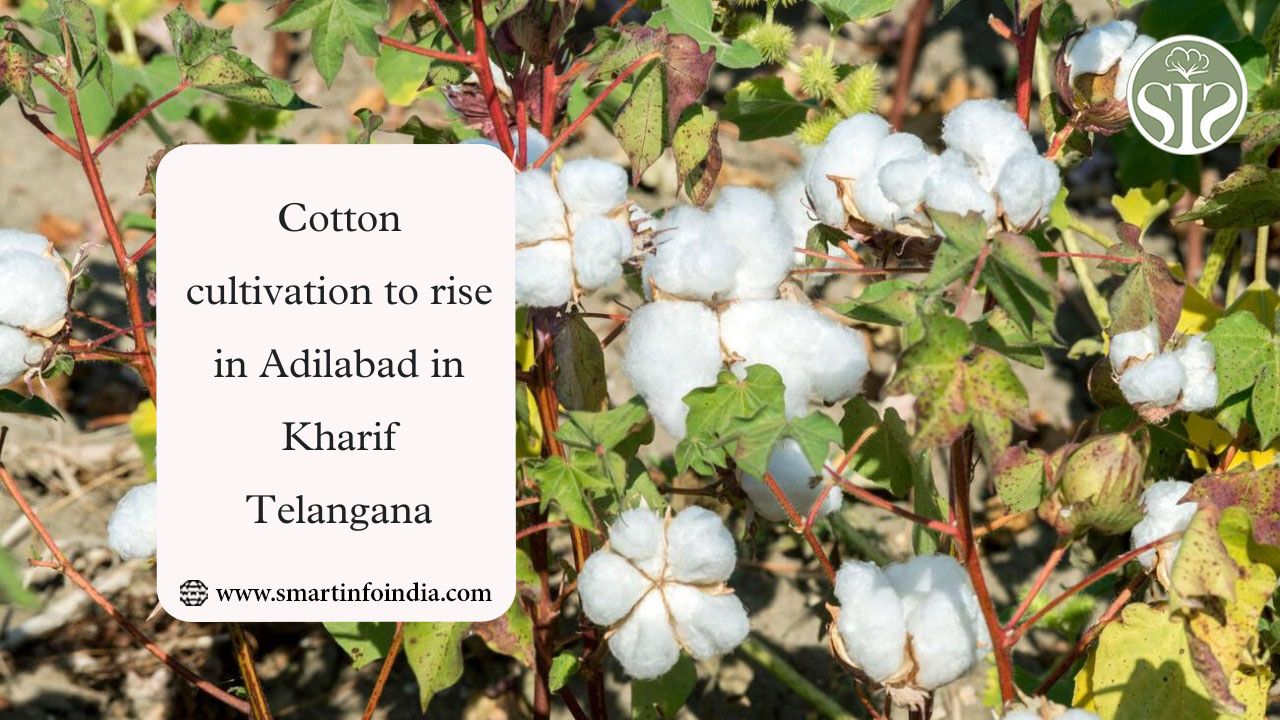 Cotton cultivation to rise in Adilabad in Kharif Telangana