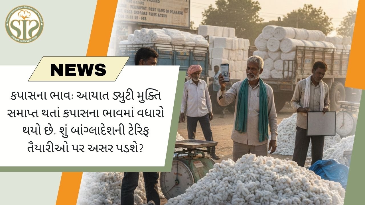 કપાસના ભાવ મજબૂત: આયાત ડ્યુટી મુક્તિ સમાપ્ત, બાંગ્લાદેશ ટેરિફ પર અસર?