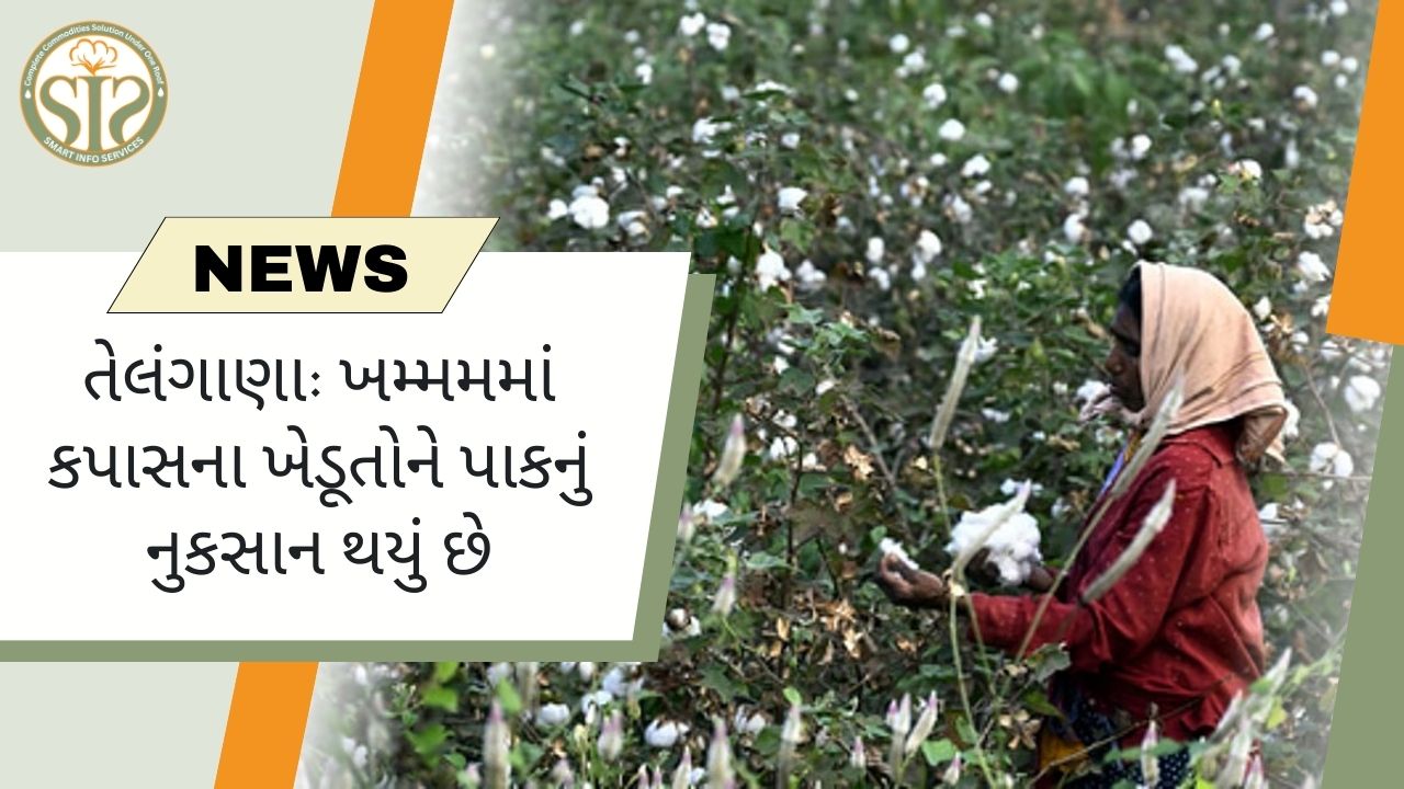 ખમ્મામમાં કપાસના પાકને નુકસાન