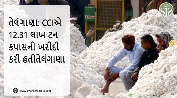 તેલંગાણા: CCIએ 12.31 લાખ ટન કપાસની ખરીદી કરી હતી