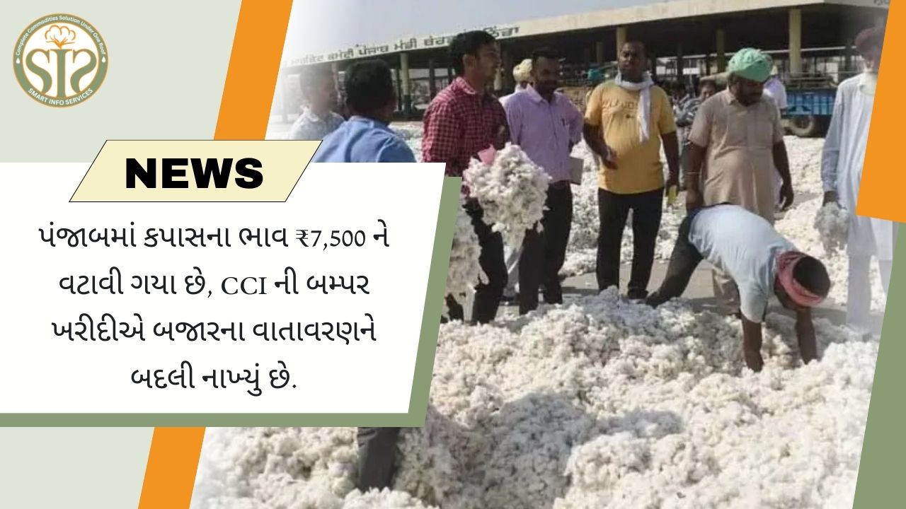"CCI દ્વારા બમ્પર ખરીદીને કારણે પંજાબમાં કપાસના ભાવ રૂ. 7,500 ને વટાવી ગયા"