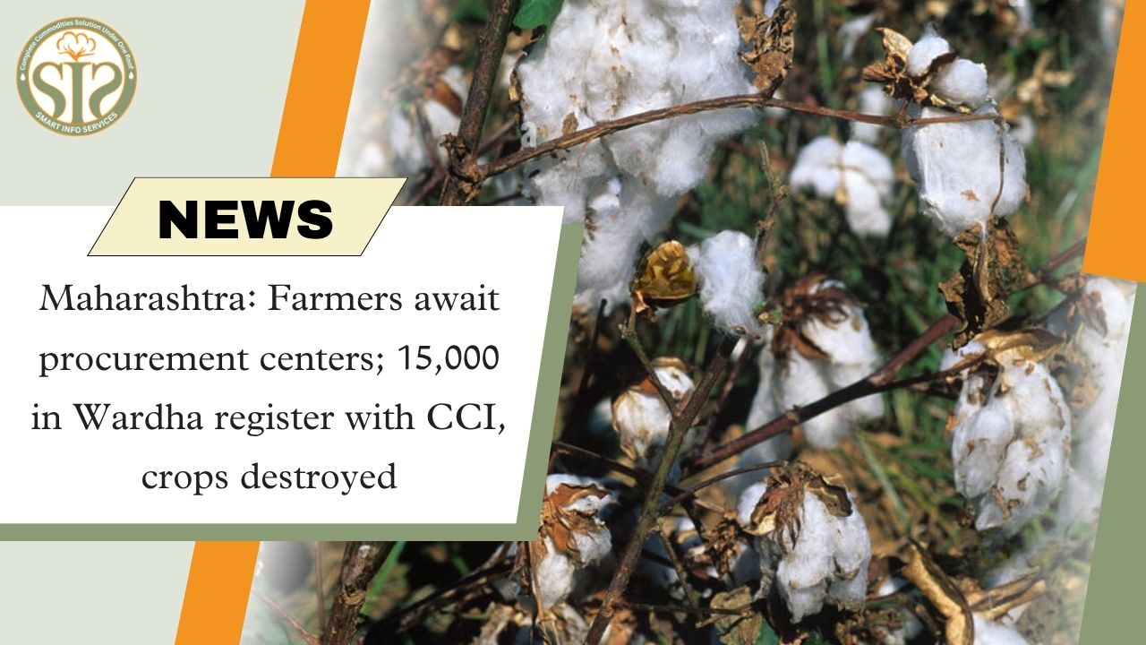 Wardha: Farmers waiting for procurement centers, 15,000 registered with CCI
