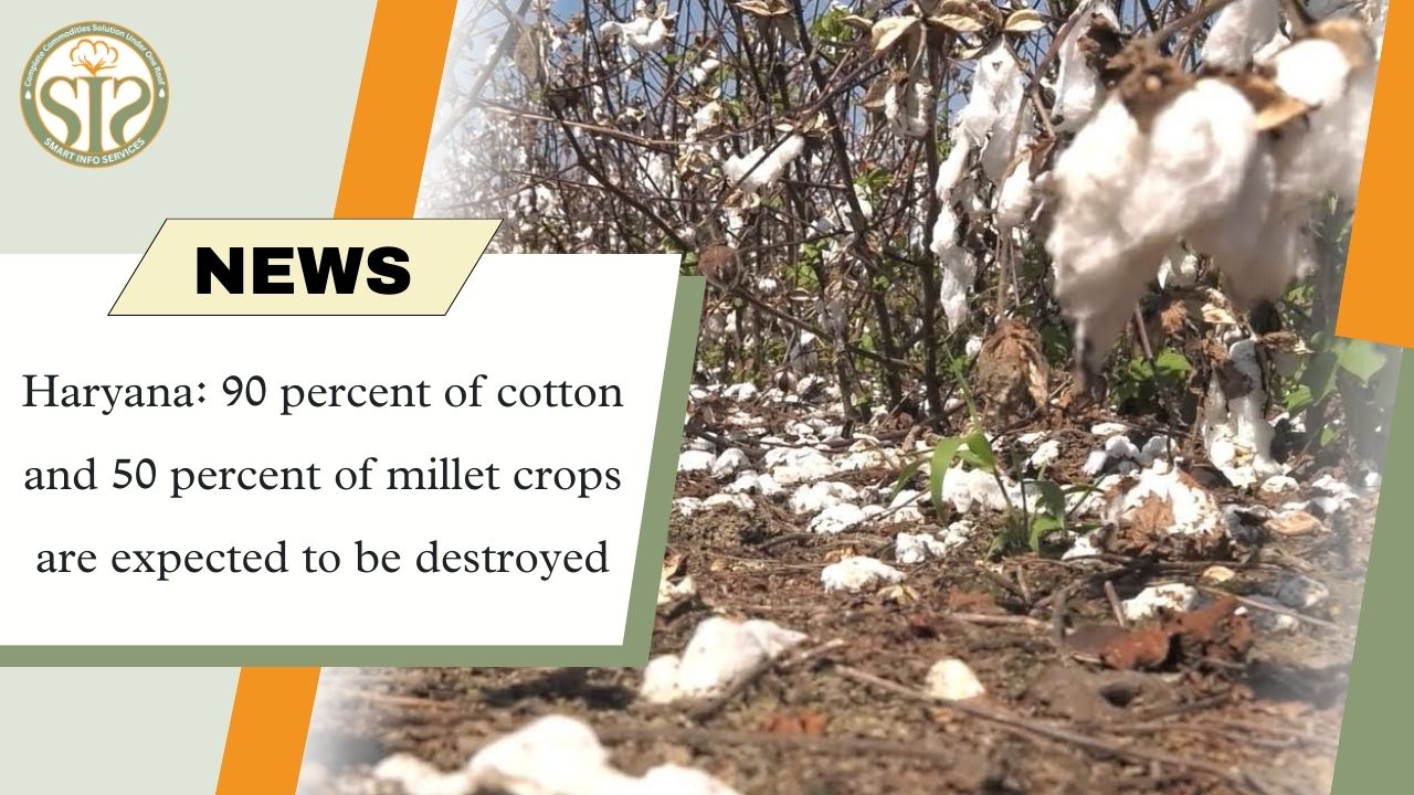 Haryana: 90% cotton and 50% millet crop loss expected