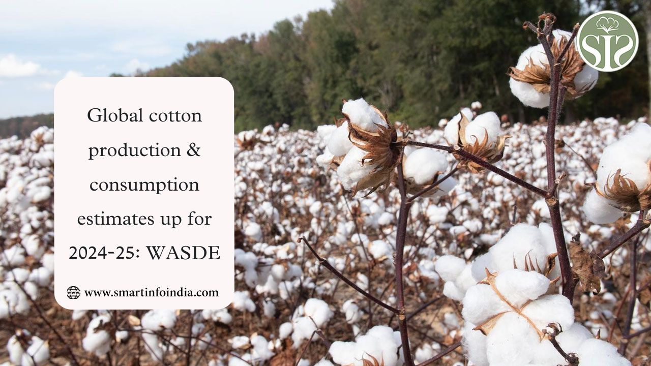 Global cotton production & consumption estimates up for 2024-25: WASDE
