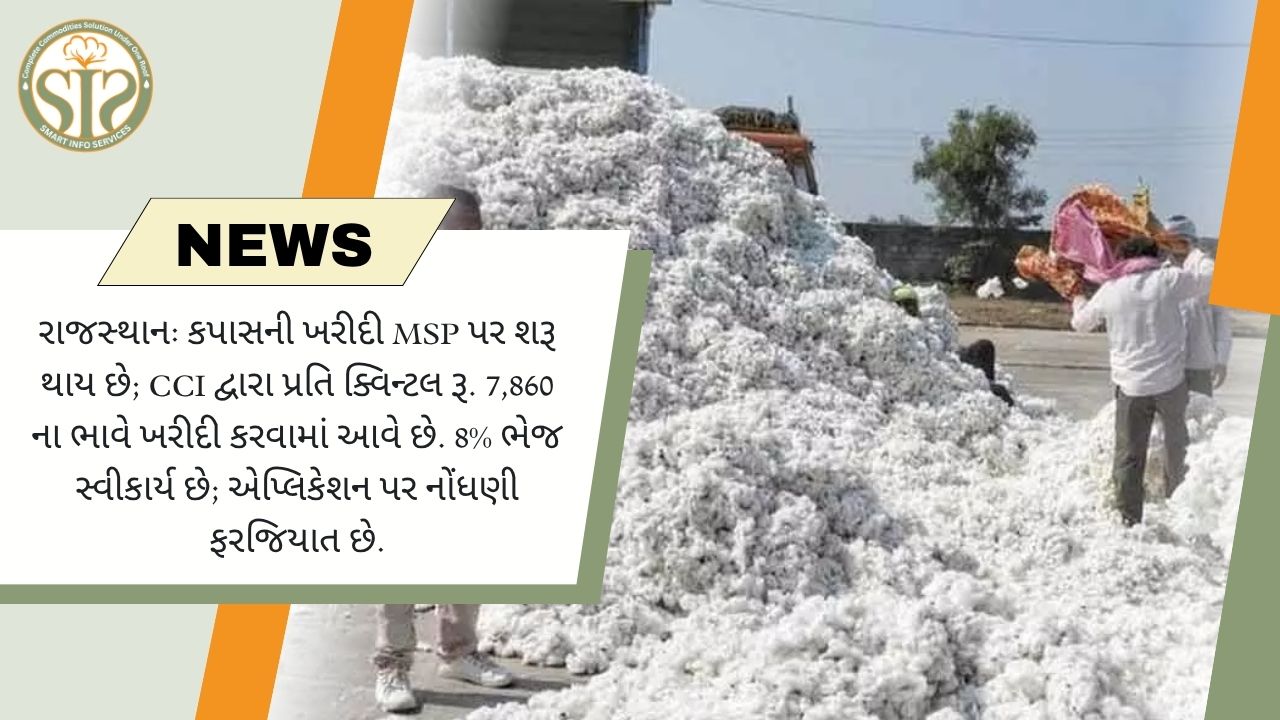 રાજસ્થાનમાં CCI દ્વારા કપાસની ખરીદી શરૂ, MSP ₹7860 પ્રતિ ક્વિન્ટલ
