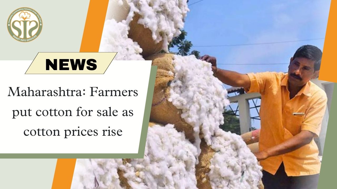Maharashtra: Farmers put cotton for sale as cotton prices rise