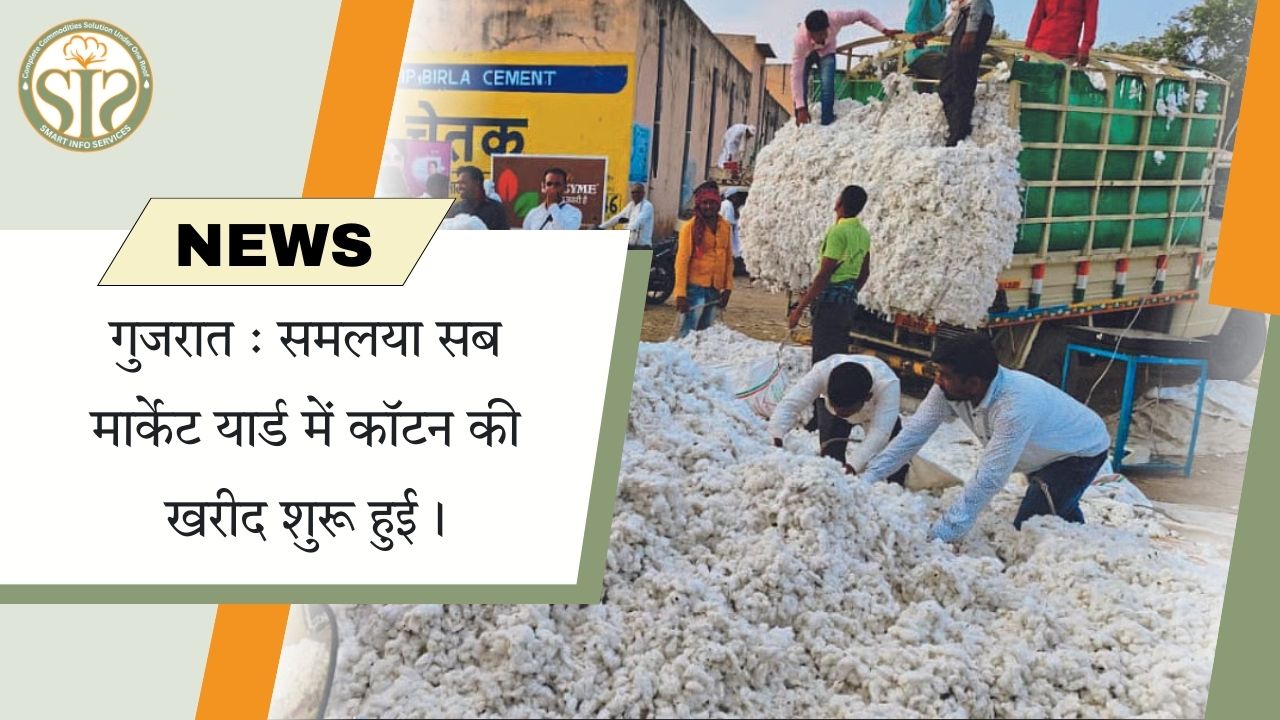 राजकोट मार्केट यार्ड में कपास के दामों में सुधार दर्ज.