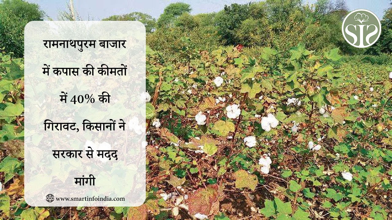 रामनाथपुरम बाजार में कपास की कीमतों में 40% की गिरावट, किसानों ने सरकार से मदद मांगी