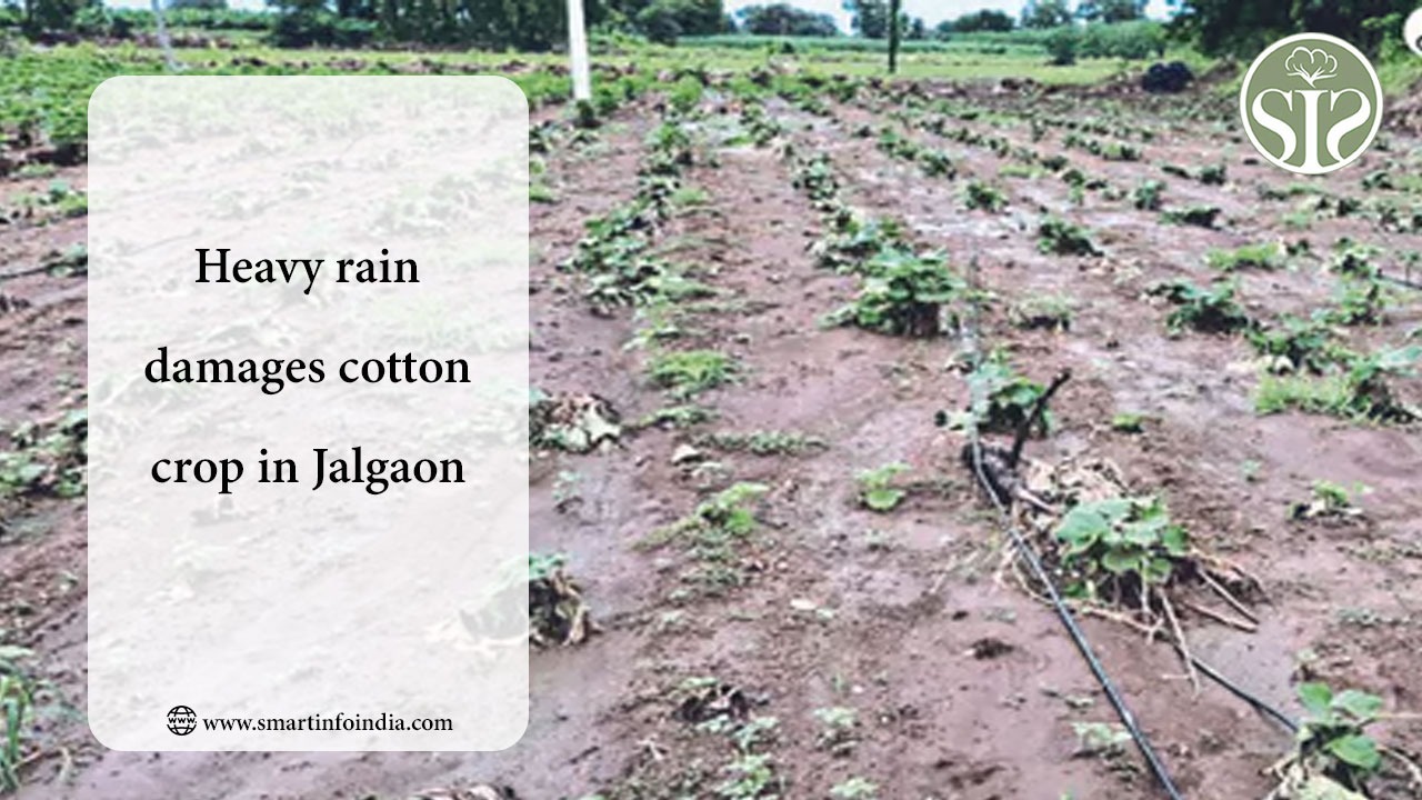 Heavy rain damages cotton crop in Jalgaon