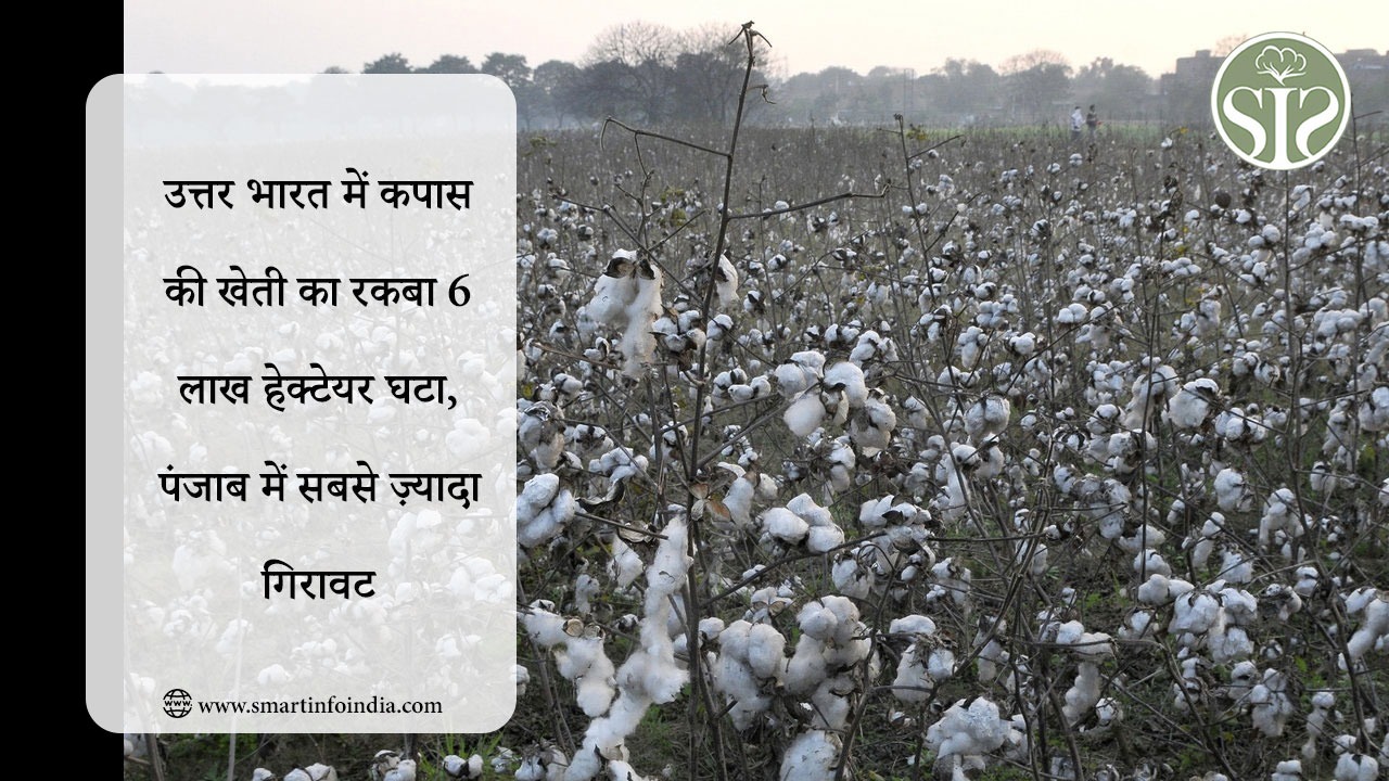 उत्तर भारत में कपास की खेती का रकबा 6 लाख हेक्टेयर घटा, पंजाब में सबसे ज़्यादा गिरावट