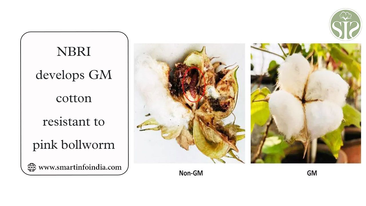 NBRI develops GM cotton resistant to pink bollworm