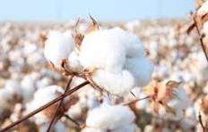 Budget 2026: Demand to remove cotton import duty