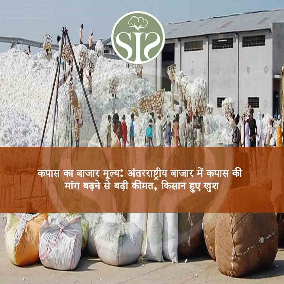 Market price of cotton: Due to increase in demand of cotton in the international market, the price increased, farmers are happy