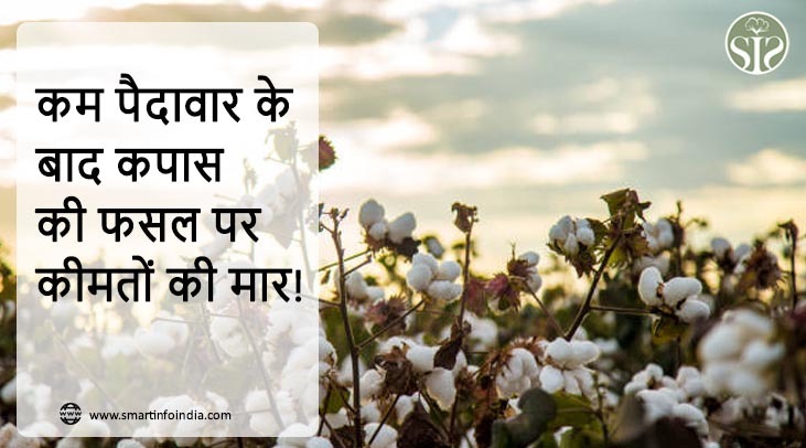 कम पैदावार के बाद कपास की फसल पर कीमतों की मार!