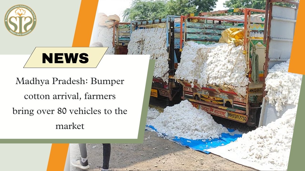 Madhya Pradesh: Bumper cotton arrival, farmers bring 80+ vehicles to the market