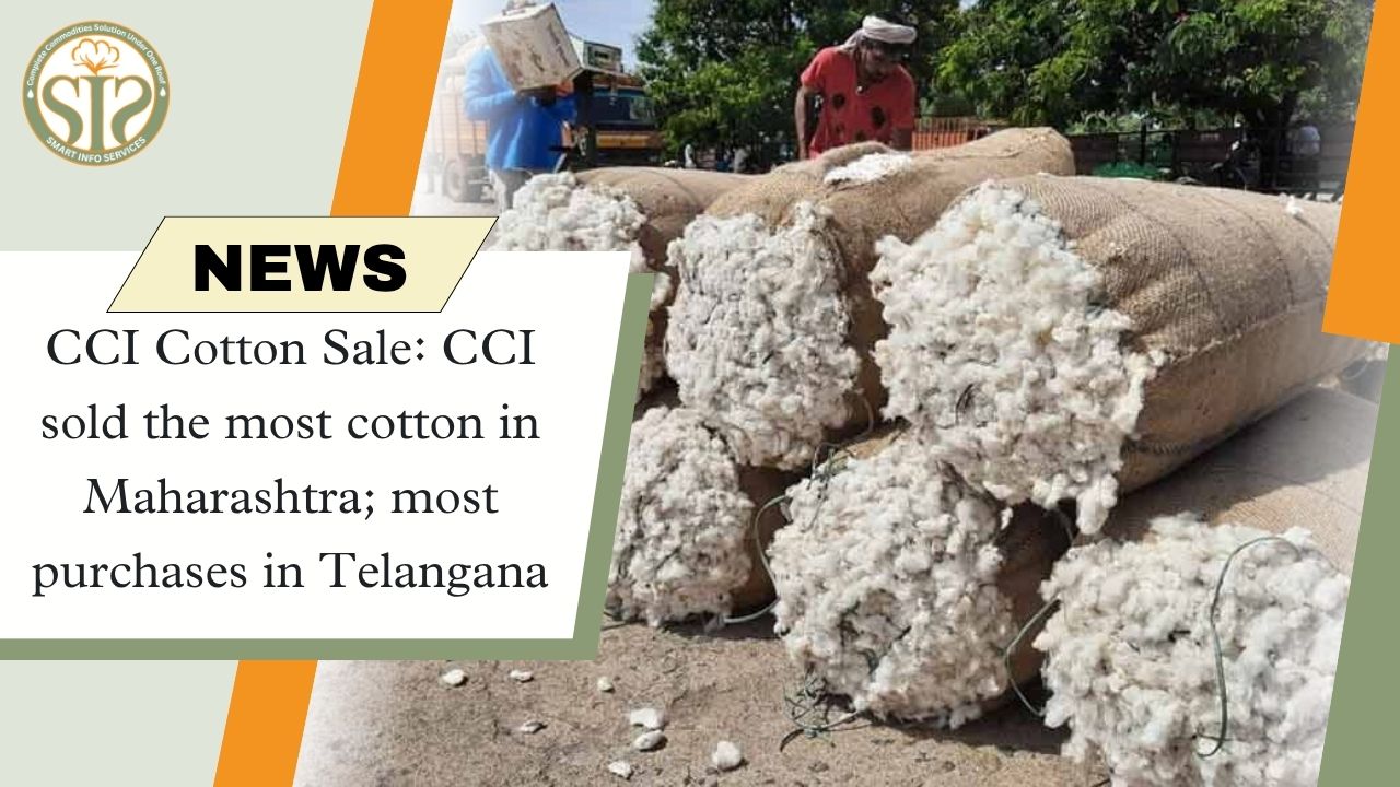 CCI Cotton Sale: CCI sold the most cotton in Maharashtra most purchases in Telangana