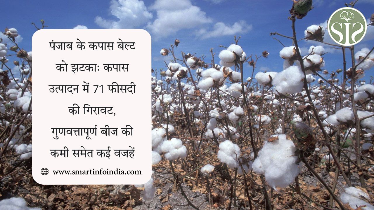 पंजाब के कपास क्षेत्र को झटका: कपास उत्पादन में 71 प्रतिशत की गिरावट, गुणवत्तापूर्ण बीजों की कमी समेत कई कारण