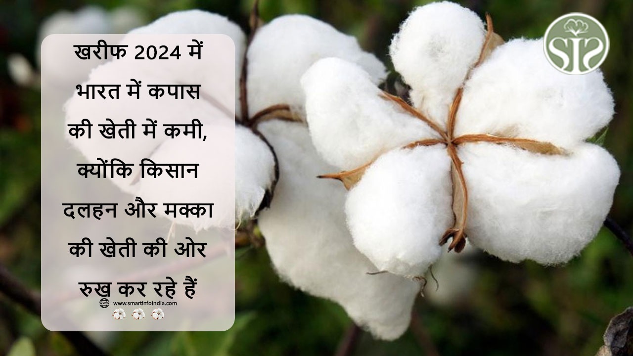 खरीफ 2024 में भारत में कपास की खेती में कमी, क्योंकि किसान दलहन और मक्का की खेती की ओर रुख कर रहे हैं