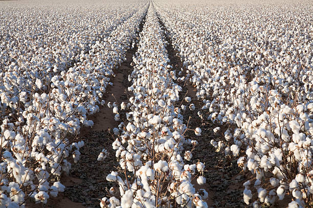 White gold will shine in 90 percent of the fields of Chhindwara and Saunsar