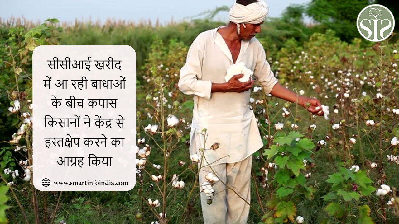 सीसीआई खरीद में आ रही बाधाओं के बीच कपास किसानों ने केंद्र से हस्तक्षेप करने का आग्रह किया