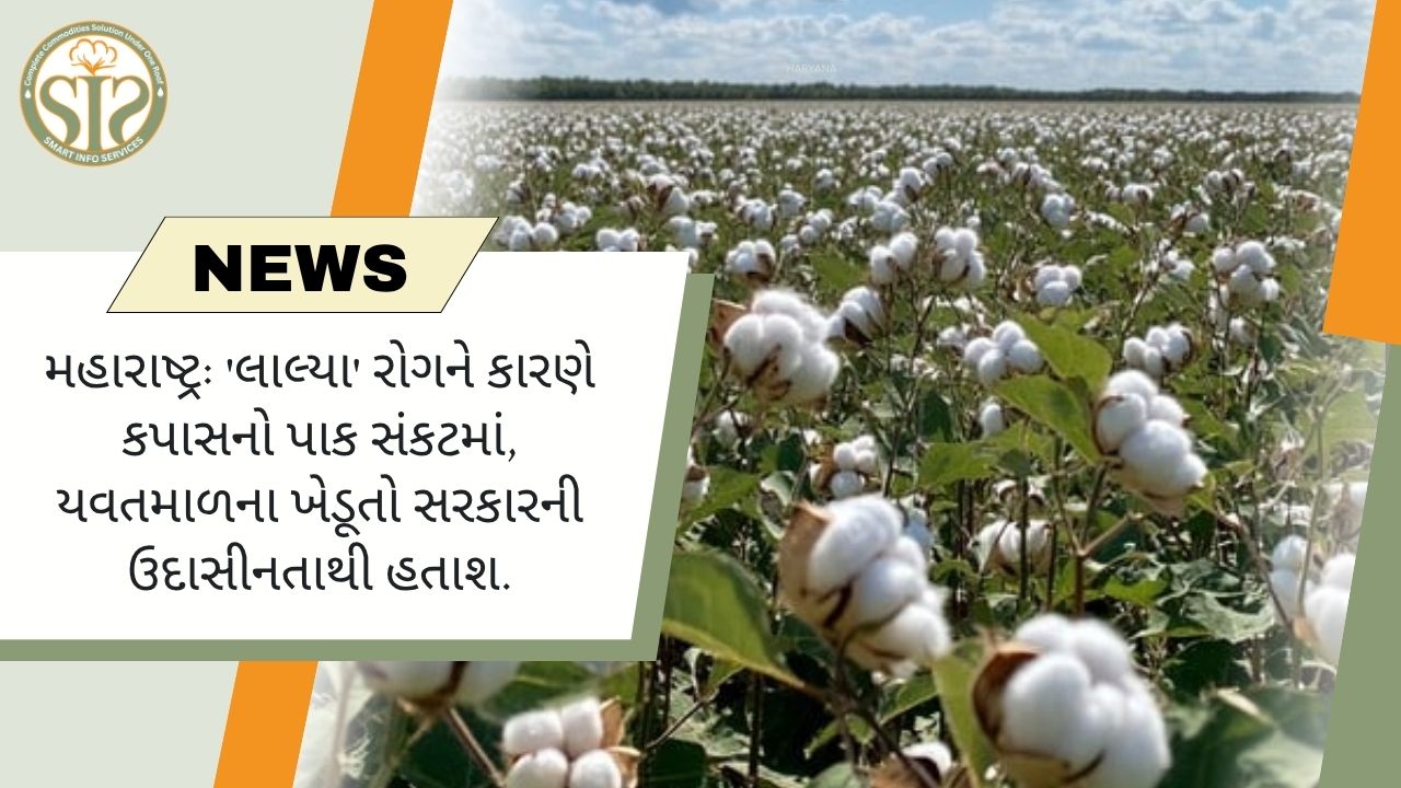 મહારાષ્ટ્રમાં 'લાલ્યા' રોગને કારણે કપાસનું સંકટ, ખેડૂતો ચિંતિત