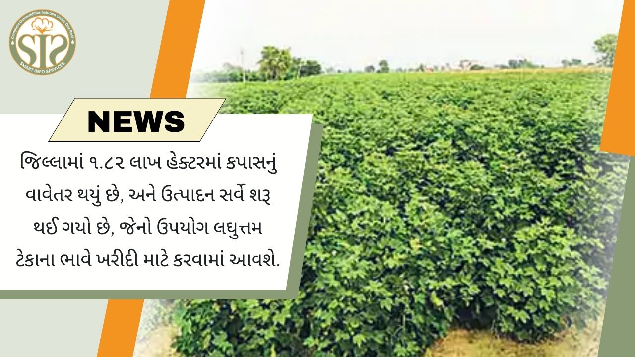 ૧.૮૨ લાખ હેક્ટરમાં કપાસનું વાવેતર, ટેકાના ભાવે ખરીદી માટે સર્વે શરૂ
