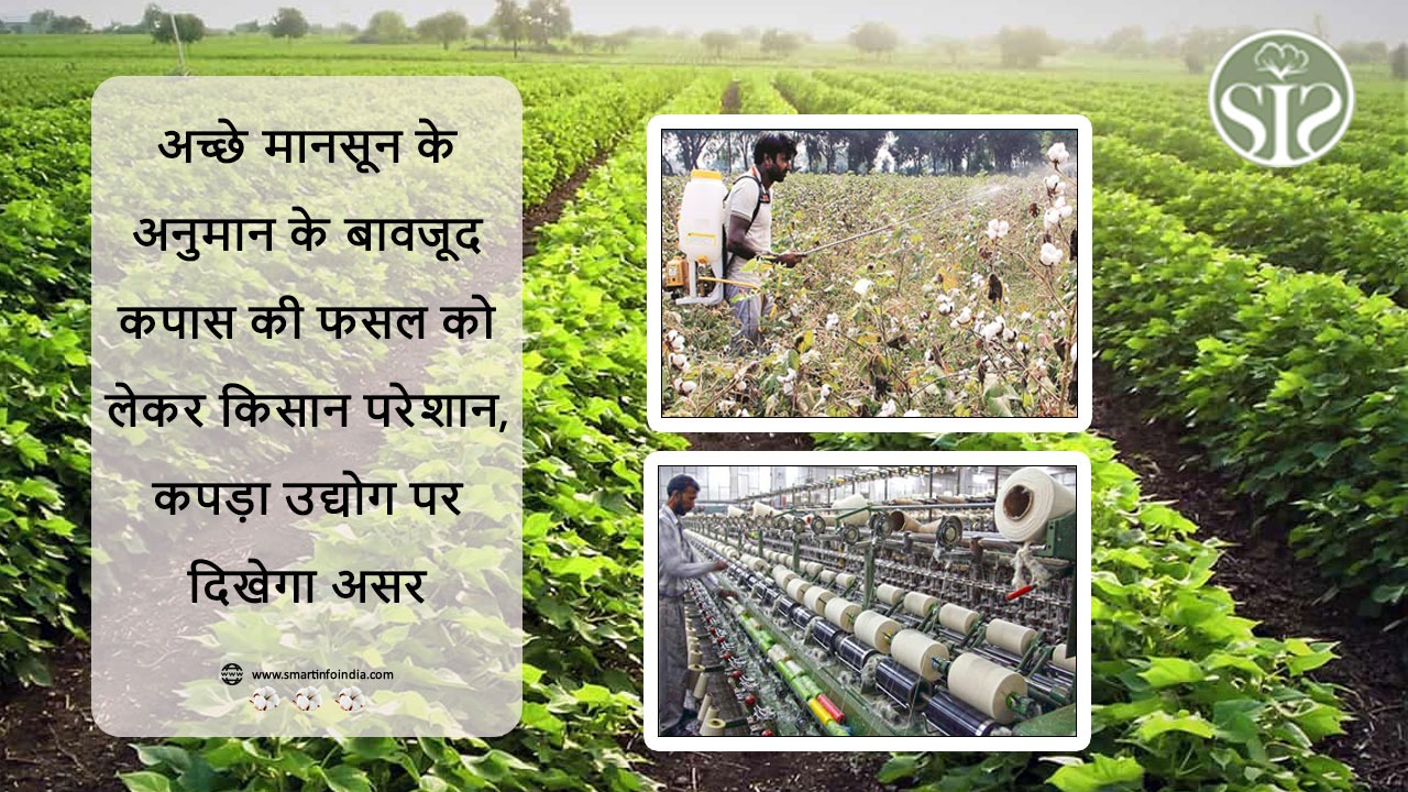 अच्छे मानसून के अनुमान के बावजूद कपास की फसल को लेकर किसान परेशान, कपड़ा उद्योग पर दिखेगा असर