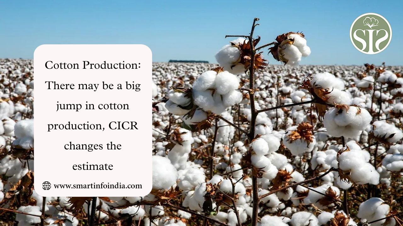 Cotton Production: There may be a big jump in cotton production, CICR changes the estimate
