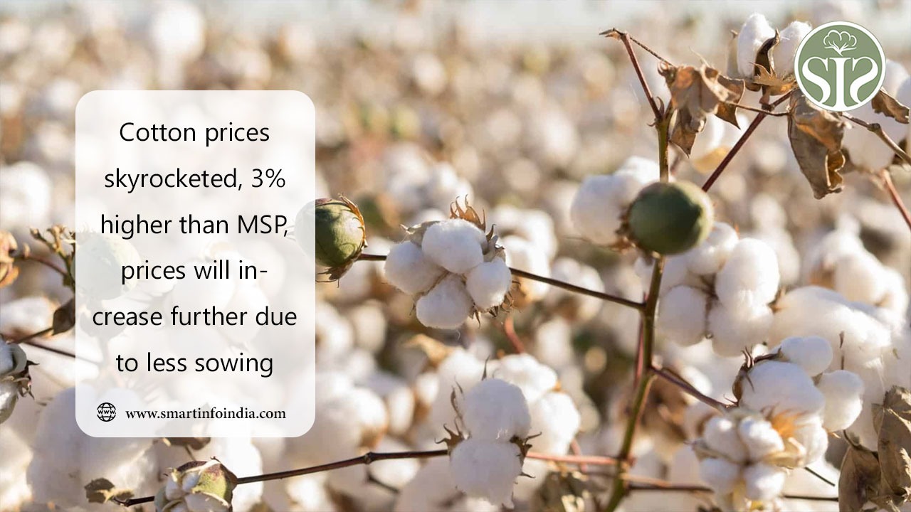 Cotton prices skyrocketed, 3% higher than MSP, prices will increase further due to less sowing