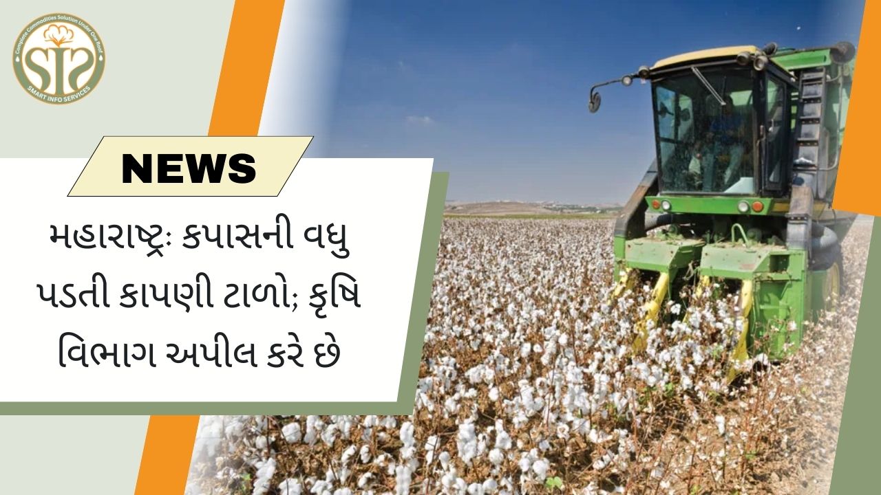 મહારાષ્ટ્ર: કપાસની વધુ પડતી કાપણી ટાળવા અપીલ