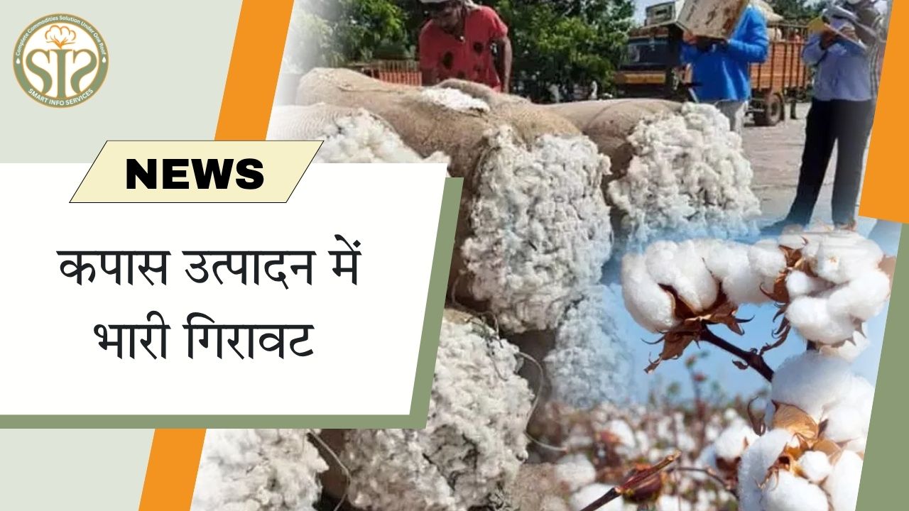 "कपास उत्पादन में भारी गिरावट: कृषि क्षेत्र के सामने नई चुनौती"
